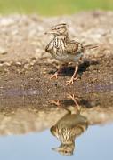 Haubenlerche - Crested Lark  (Galerida cristata)